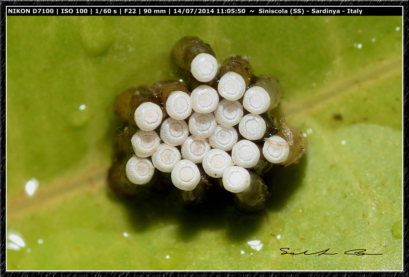 Ovatura di Rhynocoris sp.